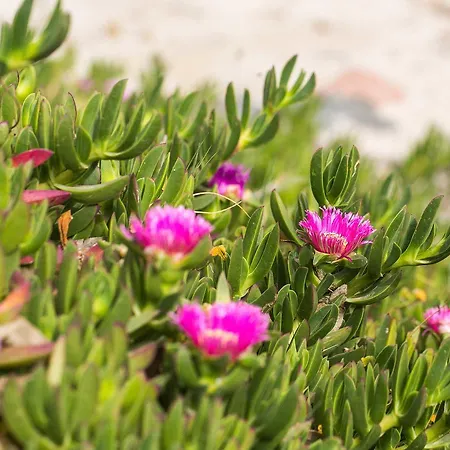 营地 Cala D'ostia *