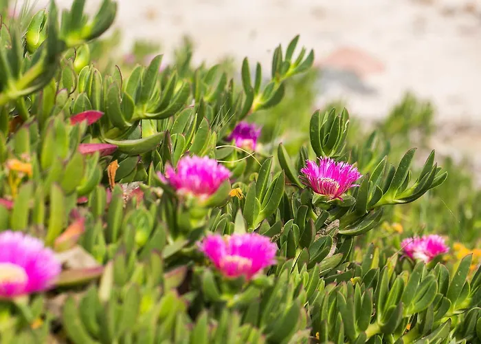 Camping Cala D'ostia *